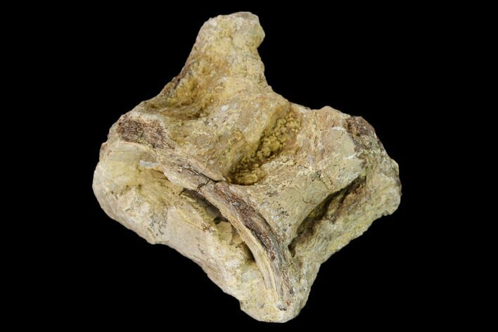 Fossil Xiphactinus (Cretaceous Fish) Vertebra - Kansas #139293